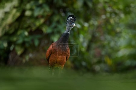Photo for Great Curassow, Crax rubra, big black bird with yellow bill in the nature habitat, Costa Rica. - Royalty Free Image
