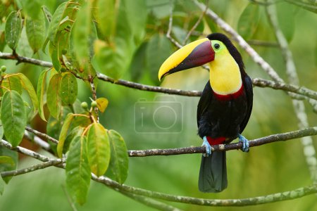 Photo for Wildlife, bird in forest. Chesnut-mandibled Toucan sitting with green jungle in background. Wildlife scene from nature. Swainson's toucan, Ramphastos ambiguus swainsonii, Costa Rica - Royalty Free Image