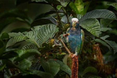 Photo for Wildlife Mexico, parrot. White-crowned Pionus, Pionus senilis, in Central America. Bird feeding in tree,  in the nature. White cap parrot in the tropical forest. - Royalty Free Image