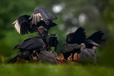 Foto de Wildlife from Mexico. Ugly black birds, Black Vulture, Coragyps atratus, sitting in the green vegetation, birds with open wing.  Feeding on dead cow. - Imagen libre de derechos