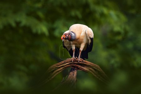 Photo for Costa Rica nature. King vulture, Sarcoramphus papa, with carcass and black vultures. Red head bird, forest in the background. Wildlife scene from tropical nature. Condors and dead cow. - Royalty Free Image