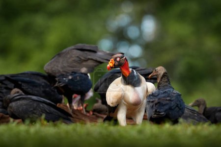 Téléchargez les photos : Costa Rica nature. King vulture, Sarcoramphus papa, with carcas and black vultures. Red head bird, forest in the background. Wildlife scene from tropical nature. Condors and dead cow. - en image libre de droit