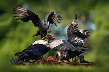 Téléchargez les photos : Costa Rica nature. King vulture, Sarcoramphus papa, with carcass and black vultures. Red head bird, forest in the background. Wildlife scene from tropical nature. Condors and dead cow. - en image libre de droit