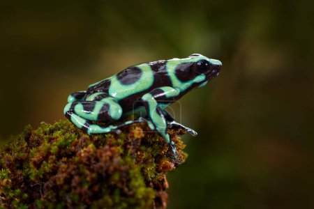 Photo for Tropic wildlife. Poison frog from jungle forest, Costa Rica. Green amphibian, Dendrobates auratus, in nature habitat. Beautiful motley animal from tropic forest in Central America. - Royalty Free Image