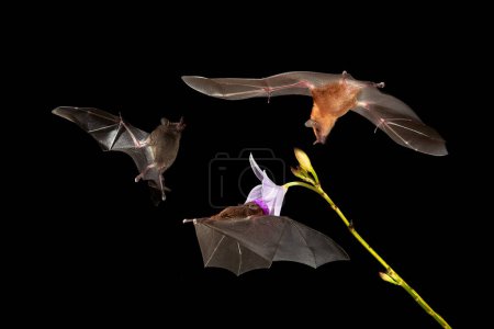 Téléchargez les photos : Wildlife in Costa Rica. Orange nectar bat, Lonchophylla robusta, flying bat in dark night. Nocturnal animal in flight with yellow feed flower. Nature action scene from tropic nature, Costa Rica. - en image libre de droit
