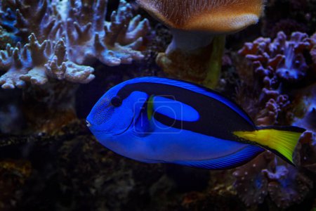 Photo for Blue Tang, Paracanthurus hepatus, in the blue water. Indo-Pacific surgeonfish. A popular fish in marine aquaria. Blue Tang in the nature habitat, sea fish in the ocean. - Royalty Free Image