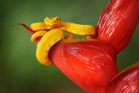 Téléchargez les photos : Snake from Ecuador. Bothriechis schlegelii, Yellow Eyelash Palm Pitviper, on the red wild flower. Wildlife scene from tropic forest. Bloom with snake. Wildlife Poison danger viper from nature. - en image libre de droit