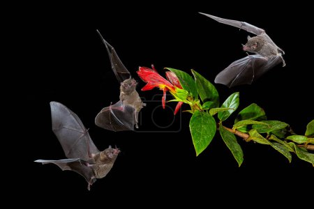 Téléchargez les photos : Nocturnal animal in flight with red feed flower. Wildlife action scene from tropic nature, Costa Rica. Night nature, Pallas's Long-Tongued Bat, Glossophaga soricina, flying bats in dark night. - en image libre de droit