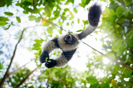 Photo for Madagascar wildlife, monkey forest jump fly leap. Black-and-white ruffed lemur, Varecia variegata, endangered species endemic to the island of Madagascar. Monkey mammal from Andasibe-Mantadia NP. - Royalty Free Image