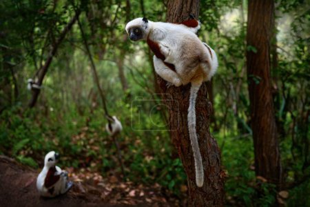 Téléchargez les photos : Coquerel's sifaka, Propithecus coquereli, Reserve Peyrieras. Monkey group in habitat. Lemurs in the dark green tropic forest. Sifaka on the tree, sunny day. Endemic wildlife Madagascar, lemur on tree. - en image libre de droit