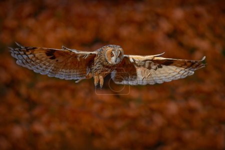 Photo for Autumn wildlife. Owl fly in autumn forest. Owl in orange wood, yellow eye. Long-eared Owl, Asio otus, with orange oak leaves during autumn. Wildlife scene from nature, Sweden. Bird flight, open wings. - Royalty Free Image