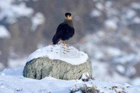 Photo for Southern Caracara plancus, in morning light. Bird of prey sitting on stone. Wildlife scene from nature, South America, Torres del Paine NP, Chile. Caracaras feeding. Wildlife, bird behaviour. Snow. - Royalty Free Image