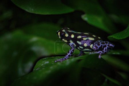 Téléchargez les photos : Ranitomeya vanzolinii, Brazilian spotted poison frog, in the nature forest habitat. Dendrobates from from central Peru east of the into Brazil. Beautiful amphibian green vegetation. Tropic frog. - en image libre de droit
