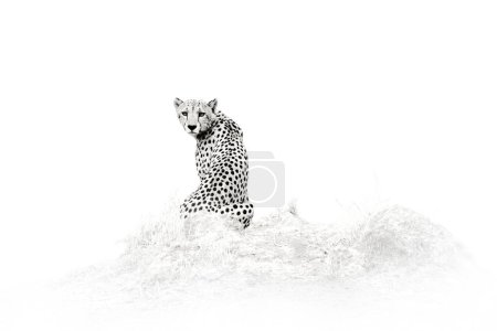 Foto de Cheetah - foto en blanco y negro, Savuti, Chobe NP en Botswana. Temporada caliente en África. León africano, macho. Vida silvestre de Botswana. Cheetah, el fuego quemó sabana destruida. Animal quemado en el fuego. - Imagen libre de derechos