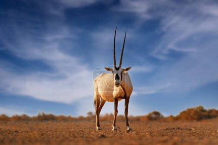 Natur Jordanien, Arabien Natur. Arabischer Oryx oder weißer Oryx, Oryx leucoryx, Antilope mit ausgeprägter Schulterbeule, Abendlicht in der Natur. Tiere in der Natur, Shaumari Reservat, Reisen Jordanien