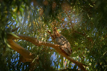 Foto de Asio otus, búho de orejas largas, sentado en la rama verde del árbol en oasis, reserva Shaumari, Jordania. Pájaro en el hábitat natural. Viajar Jordania, Arabia naturaleza fauna. Búho de Oriente Medio pájaro. - Imagen libre de derechos