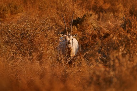 Foto de Arabia Naturaleza. Vida silvestre Jordania, oryx árabe u oryx blanco, Oryx leucoryx, antílope con un distintivo bulto en el hombro, Luz de la noche en la naturaleza. Animales en el hábitat natural, Reserva Shaumari, Viajar Jordania - Imagen libre de derechos