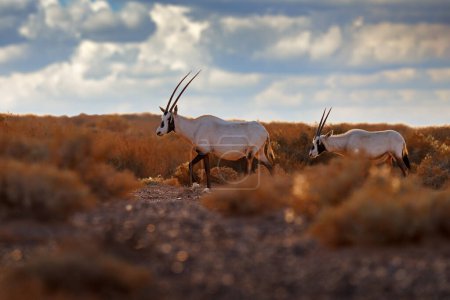 Téléchargez les photos : Arabie nature. Faune La Jordanie, deux oryx arabes ou oryx blancs, Oryx leucoryx, antilope avec une bosse d'épaule distincte, lumière du soir dans la nature. Animaux dans la nature habitat, Réserve Shaumari, Voyage Jordanie - en image libre de droit