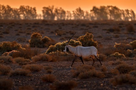 Photo for Arabia nature.  Wildlife Jordan, Arabian oryx or white oryx, Oryx leucoryx, antelope with a distinct shoulder bump, Evening light in nature. Animal in the nature habitat, Shaumari reserve, Travel Jordan - Royalty Free Image