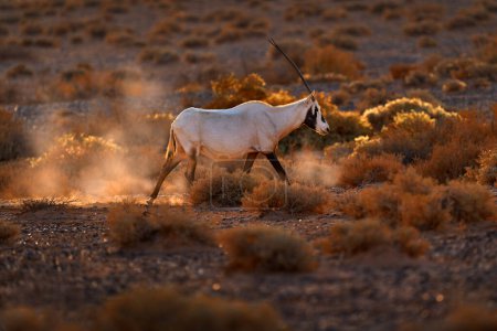 Photo for Arabia nature.  Wildlife Jordan, Arabian oryx or white oryx, Oryx leucoryx, antelope with a distinct shoulder bump, Evening light in nature. Animal in the nature habitat, Shaumari reserve, Travel Jordan - Royalty Free Image