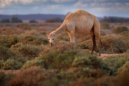 Foto de Dromedary or Arabian camel, Camelus dromedarius, even-toed ungulate with one hump on back. Camel in the long golden grass in Shaumary Reserve, Jordan, Arabia. Summer day in wild nature. - Imagen libre de derechos
