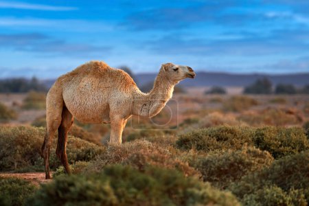 Foto de Dromedario o camello árabe, Camelus dromedarius, ungulado con una joroba en la espalda. Camello en la larga hierba dorada en Shaumary Reserve, Jordania, Arabia. Día de verano en la naturaleza salvaje. - Imagen libre de derechos