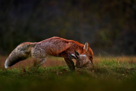 Foto de Fox captura liebre en el bosque nedow, Vysocina en República Checa, Europa. Naturaleza de vida silvestre. Comportamiento de alimentación animal en el hábitat natural. Lindo zorro rojo con matar, comida para mamíferos. - Imagen libre de derechos