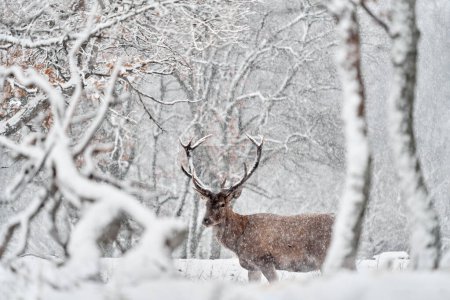 Photo for Winter nature. Red deer, Cervus elaphus, big animal in the wildlife forest habitat. Deer in the oak trees mountain, Studen Kladenec, Eastern Rhodopes, Bulgaria in Europe. - Royalty Free Image