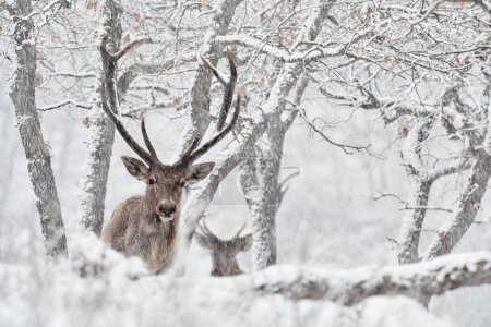 Foto de Winter nature. Red deer, Cervus elaphus, big animal in the wildlife forest habitat. Deer in the oak trees mountain, Studen Kladenec, Eastern Rhodopes, Bulgaria in Europe. - Imagen libre de derechos
