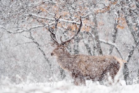 Photo for Winter nature. Red deer, Cervus elaphus, big animal in the wildlife forest habitat. Deer in the oak trees mountain, Studen Kladenec, Eastern Rhodopes, Bulgaria in Europe. Snow with two animal. - Royalty Free Image