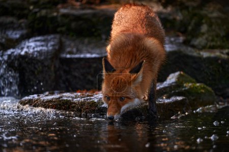 Téléchargez les photos : Boisson Fox, lumière du soir orange. Manteau de fourrure orange animal dans l'habitat naturel. Fox boit de l'eau du ruisseau. Chasse au renard roux, Vulpes vulpes, scène animalière européenne. Coucher de soleil, Pologne - en image libre de droit