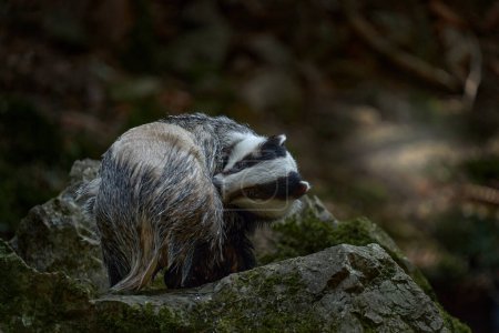 Téléchargez les photos : Badger on the stone in the forest. Hidden in bushes of cranberries. Nice wood in the background, Germany, Europe wildlife. - en image libre de droit