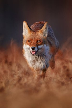 Photo for Wildlife - fox run on orange autumn gress meadow. Cute red Fox, Vulpes vulpes in fall forest. Beautiful animal in nature habitat. Wildlife scene from the wild Poland, Europe. Cute animal in habitat - Royalty Free Image