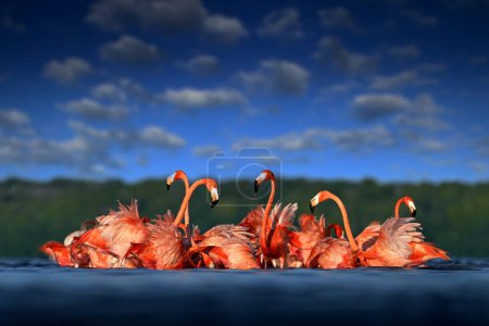 Téléchargez les photos : Troupeau d'oiseaux dans l'eau de mer de la rivière, avec ciel bleu foncé avec des nuages. Flamants roses, faune du Mexique. Flamant rose, Phoenicopterus ruber, oiseaux rouges roses dans l'habitat naturel des mangroves, - en image libre de droit