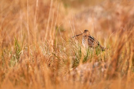 Photo for Common snipe, Gallinago gallinago, stocky wader native in Europe, hidden in the grass. Snipe on the meadow in Brdy mountain, Czech Republic. Travel in Europe. Nature Wildlife. - Royalty Free Image