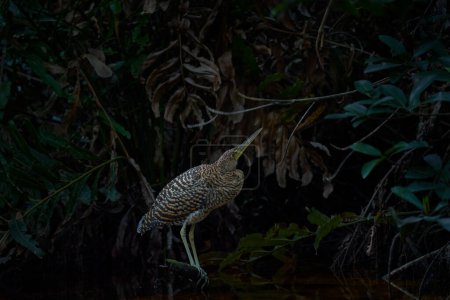 Foto de Tigre-Garza de garganta desnuda, Tigrisoma mexicanum, en la vegetación verde de la naturaleza. Pájaro acuático de la selva tropical. Escena de vida silvestre del bosque natural. - Imagen libre de derechos