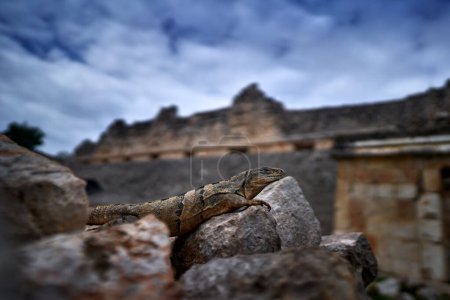 Photo for Iguana lizard in Uxmal, Mexico wildlife. Black Iguana, Ctenosaura similis, sitting on stone. Wildlife animal scene from nature, maya ruin in Uxmal. Lizard with long tail, Central America, Mexico. - Royalty Free Image