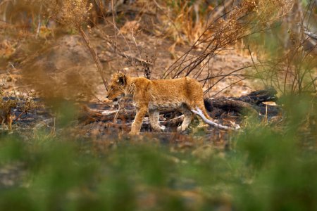 Téléchargez les photos : Lost kitten, African lion. Botswana wildlife. Lion, fire burned destroyed savannah. Animal in fire burnt place, lion lying in the black ash and cinders, Savuti, Chobe NP in Botswana. - en image libre de droit