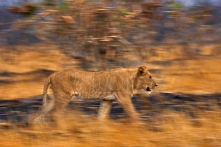 Foto de Artistic photo, blur motion art - lion. Botswana wildlife. Lion, fire burned destroyed savannah. Animal in fire burnt place, lion lying in black ash and cinders, Savuti, Africa. - Imagen libre de derechos