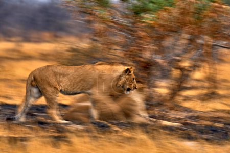 Téléchargez les photos : Artistic photo, blur motion art - lion. Botswana wildlife. Lion, fire burned destroyed savannah. Animal in fire burnt place, lion lying in black ash and cinders, Savuti, Africa. - en image libre de droit