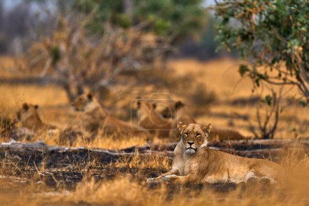 Téléchargez les photos : Lion family rest relaxation, Savuti, Chobe NP, Botswana - en image libre de droit