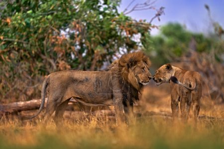 Téléchargez les photos : Lion rencontre baiser de bienvenue, feu brûlé savane détruite. Animal brûlé, lion couché dans les cendres noires et les cendres, Savuti, Chobe NP au Botswana. Botswana faune. - en image libre de droit