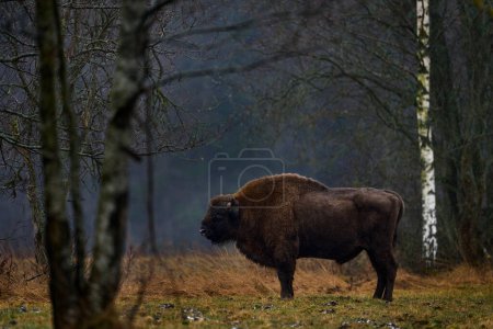 Téléchargez les photos : Bison in the autumn forest, sunny scene with big brown animal in the nature habitat, yellow leaves on the rain trees, Bialowieza NP, Poland. Wildlife scene from nature. Big brown European bison. - en image libre de droit