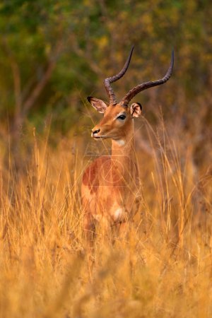 Foto de Antílope en la sabana del pasto, Okavango Sudáfrica. Impala en hierba dorada. Hermoso impala en la hierba con sol de noche. Animal en el hábitat natural. Puesta de sol en África fauna. - Imagen libre de derechos