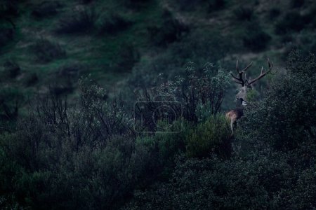 Foto de Deer with magpie bird on back from Spain in Sierra de Andujar mountain. Rutting season Red deer, majestic powerful animal outside the wood, big animal in forest habitat. Wildlife scene, nature. - Imagen libre de derechos