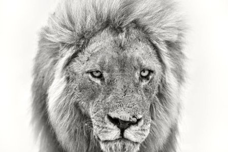 Foto de African lion, male. Botswana wildlife. Lion, black and white detail close-up portrait, Savuti, Chobe NP in Botswana. Hot season in Africa. Artistic photo. - Imagen libre de derechos