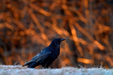 Foto de Cuervo, invierno frío con rima, tarde naranja en los árboles del bosque, Parque Bieszczadzki Narodowy, Polonia en Europa. Pájaro negro con pico grande. - Imagen libre de derechos