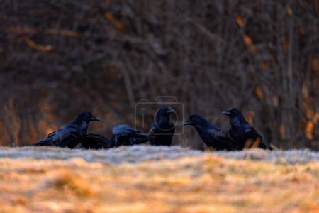 Photo for Raven group in winter sunset. Raven, cold winter with rime, orange evening in the forest trees, Bieszczadzki Park Narodowy, Poland in Europe. Black bird with big bill. - Royalty Free Image