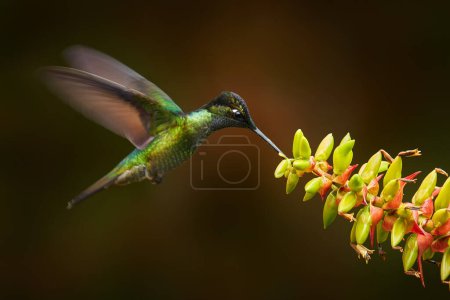 Téléchargez les photos : Costa Rica wildlife. Talamanca hummingbird, Eugenes spectabilis, flying next to beautiful orange flower with green forest in the background, Savegre mountains, Costa Rica. Bird fly  in nature. - en image libre de droit