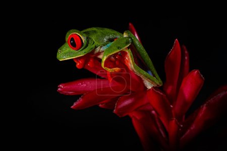 Photo for Wildlife tropic. Red-eyed Tree Frog, Agalychnis callidryas, animal with big red eyes, in the nature habitat. Beautiful amphibian in the night forest, exotic animal from central America on red flower. - Royalty Free Image